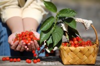 5月18日至6月16日，“櫻桃之約”邀你共赴！
